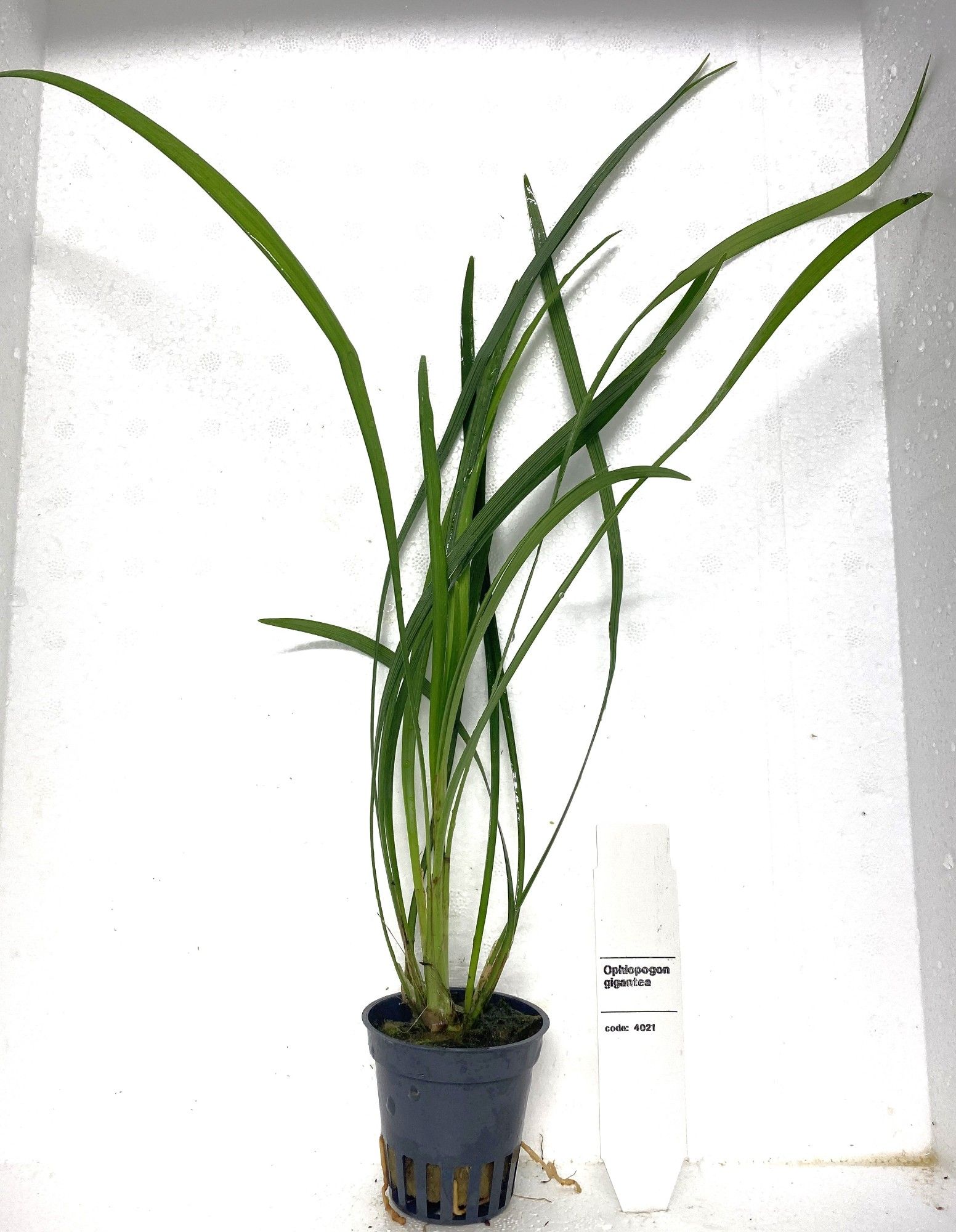 ophiopogon japonica gigantea, D 5