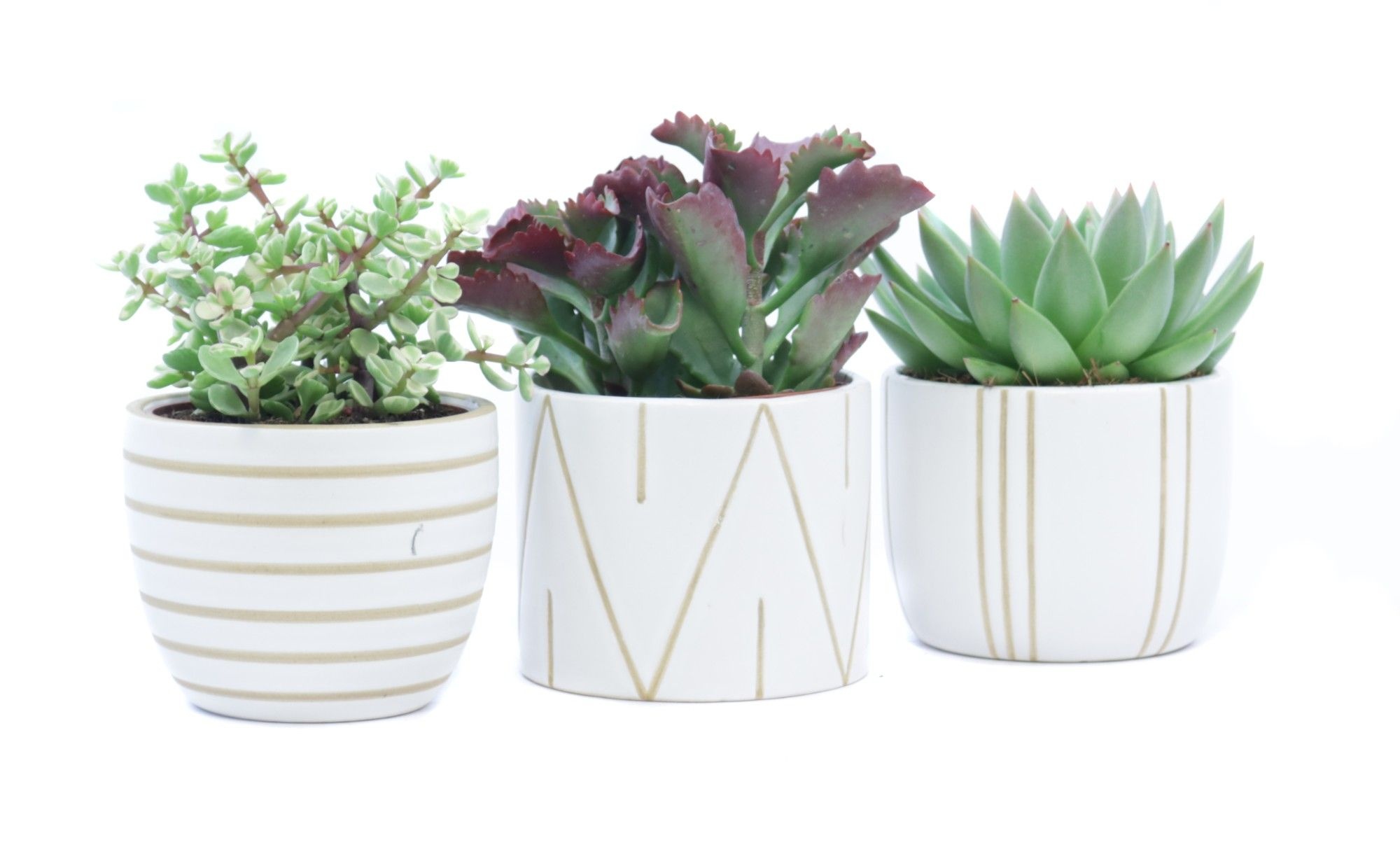 Succulent mix 10,5 cm in eksjo sierpot, D 12