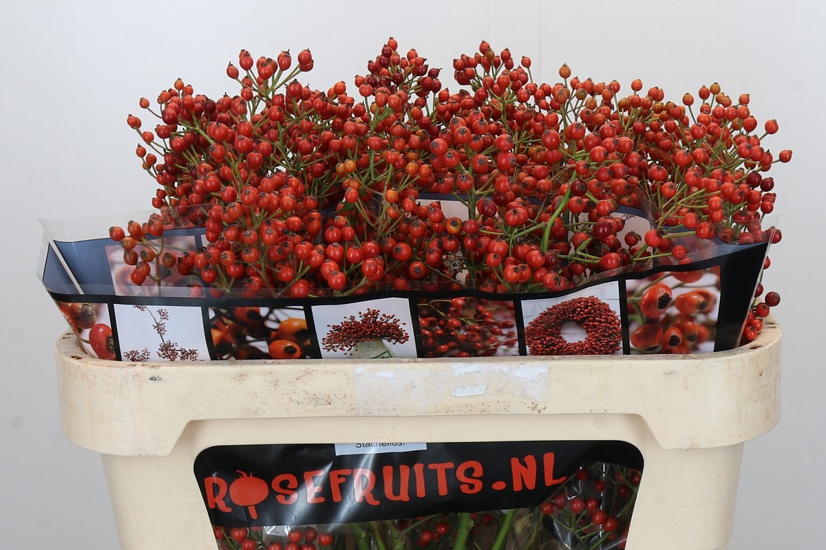 Рузботель Отем Роузфрутс 70, шт.