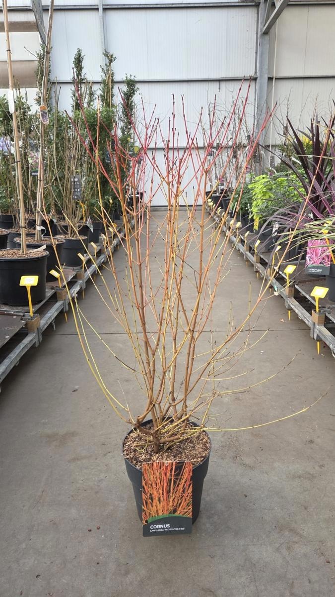 Cornus sang. 'Midwinter Fire', D 29