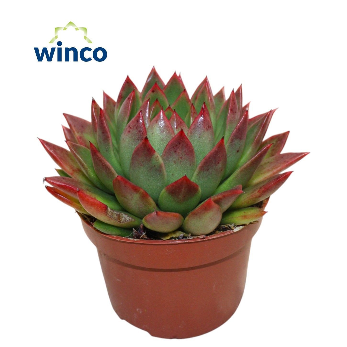 Echeveria Agavoides Red, D 10,5 cm