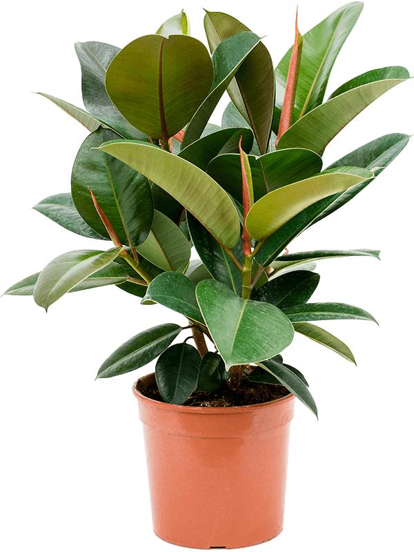 Ficus elastica 'Robusta', D 21 cm