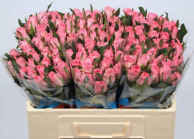 Роза од. Элиза 50, шт.