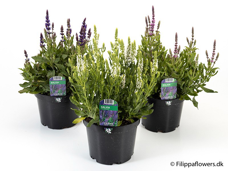 SALVIA X SUPERBA, D 21 cm