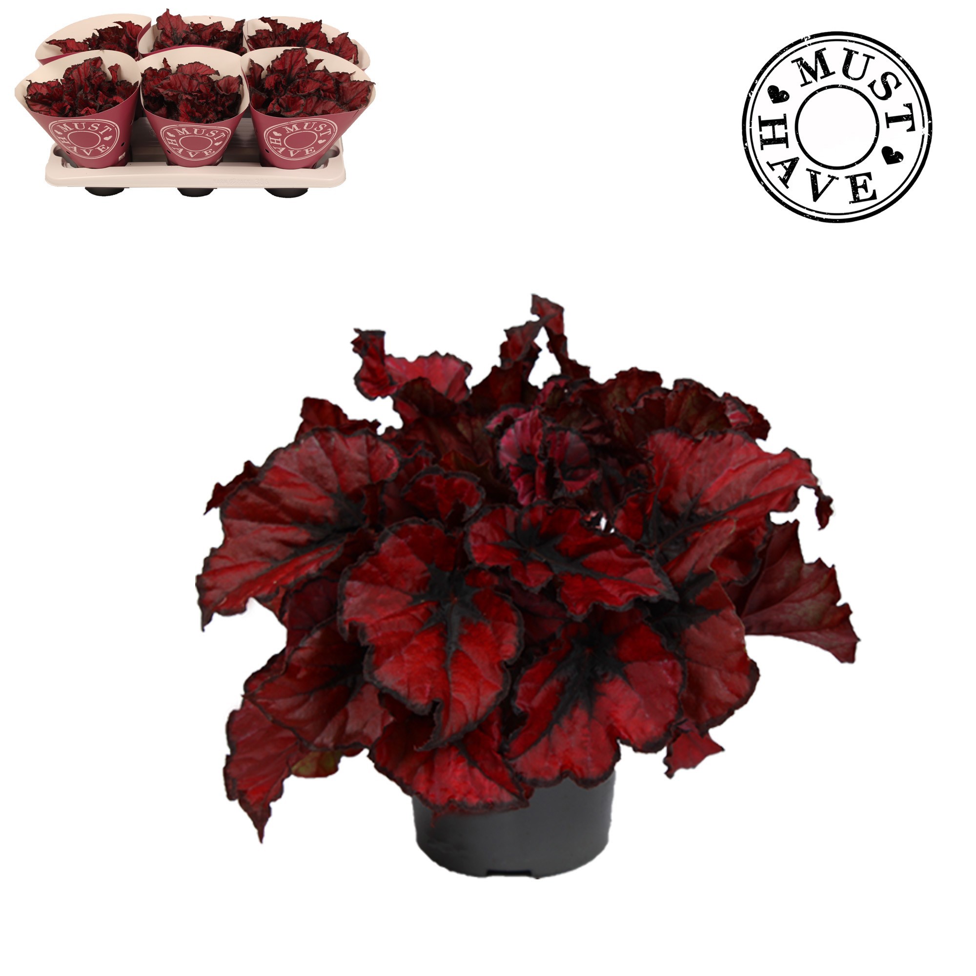 Bladbegonia Rex Kohala Red MUST HAVE, D 13