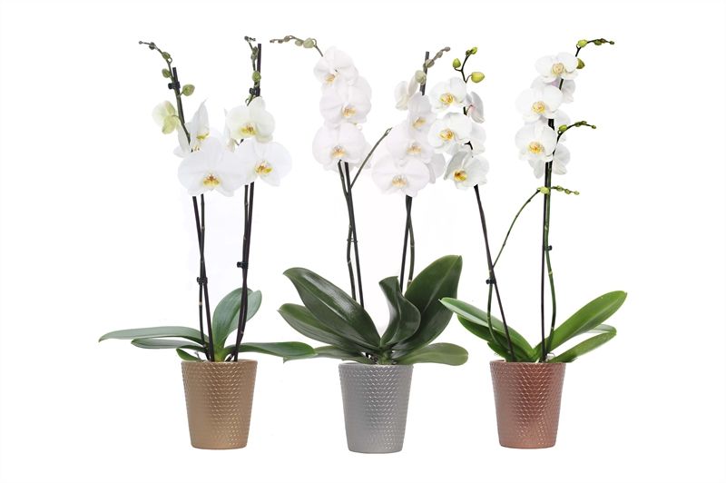 Zoe dots luxury mix Phal wit 2T14+, D 12 cm