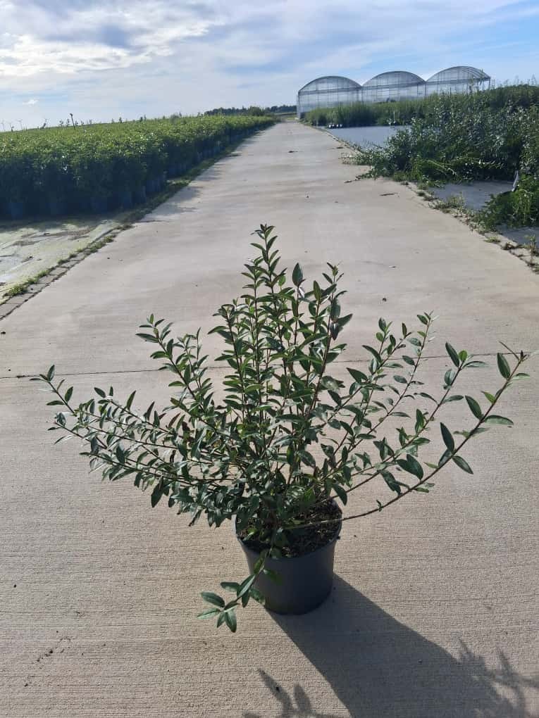 Ligustrum vul. 'Lodense', D 23