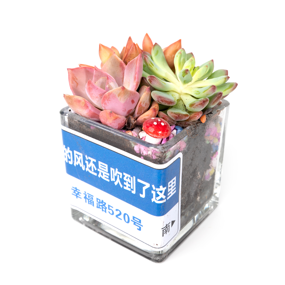 Суккулент микс в стекл кашпо 11 17 (предзаказ)