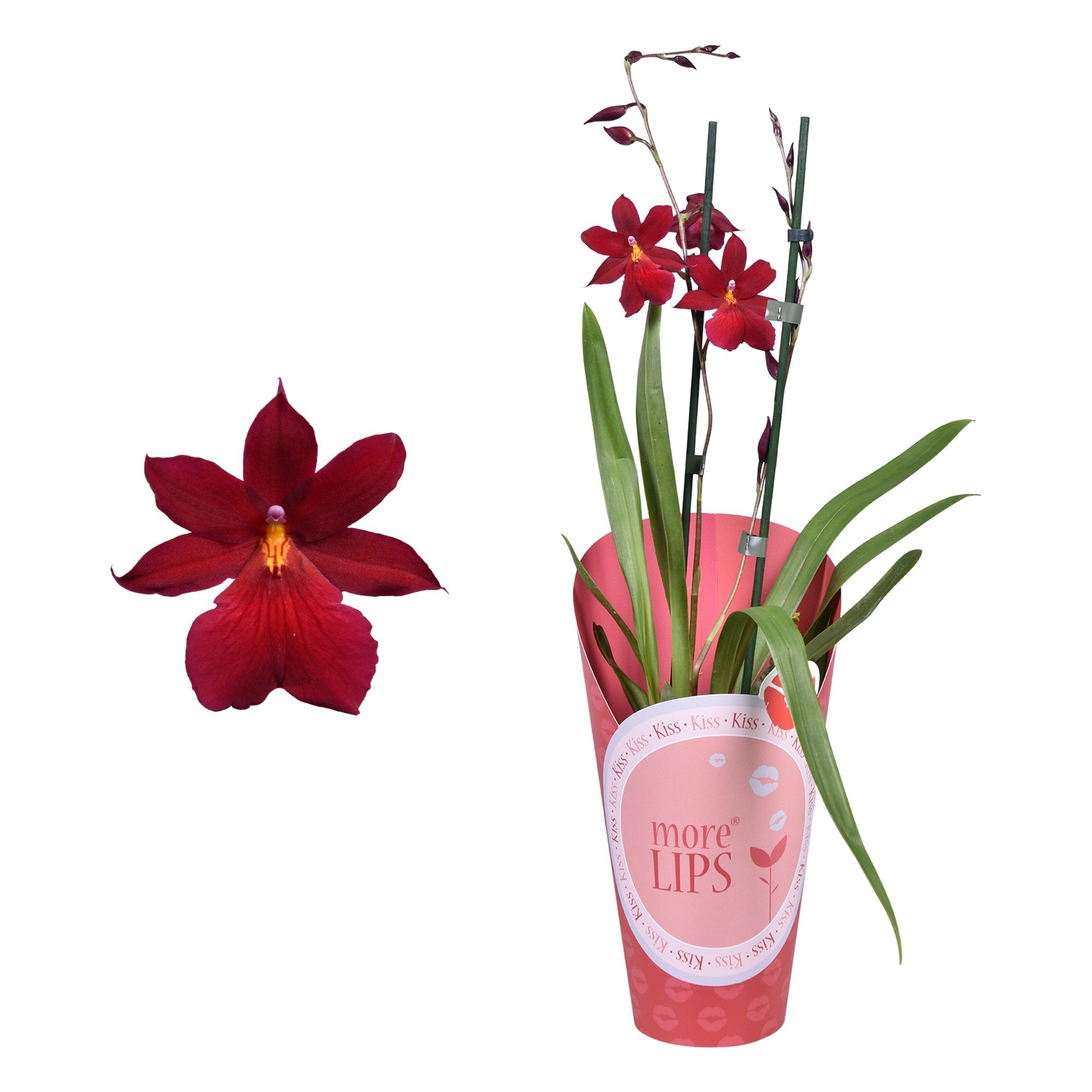 MoreLIPS® Cambria 'Nelly Isler' 2 tak met rode potcover, D 12