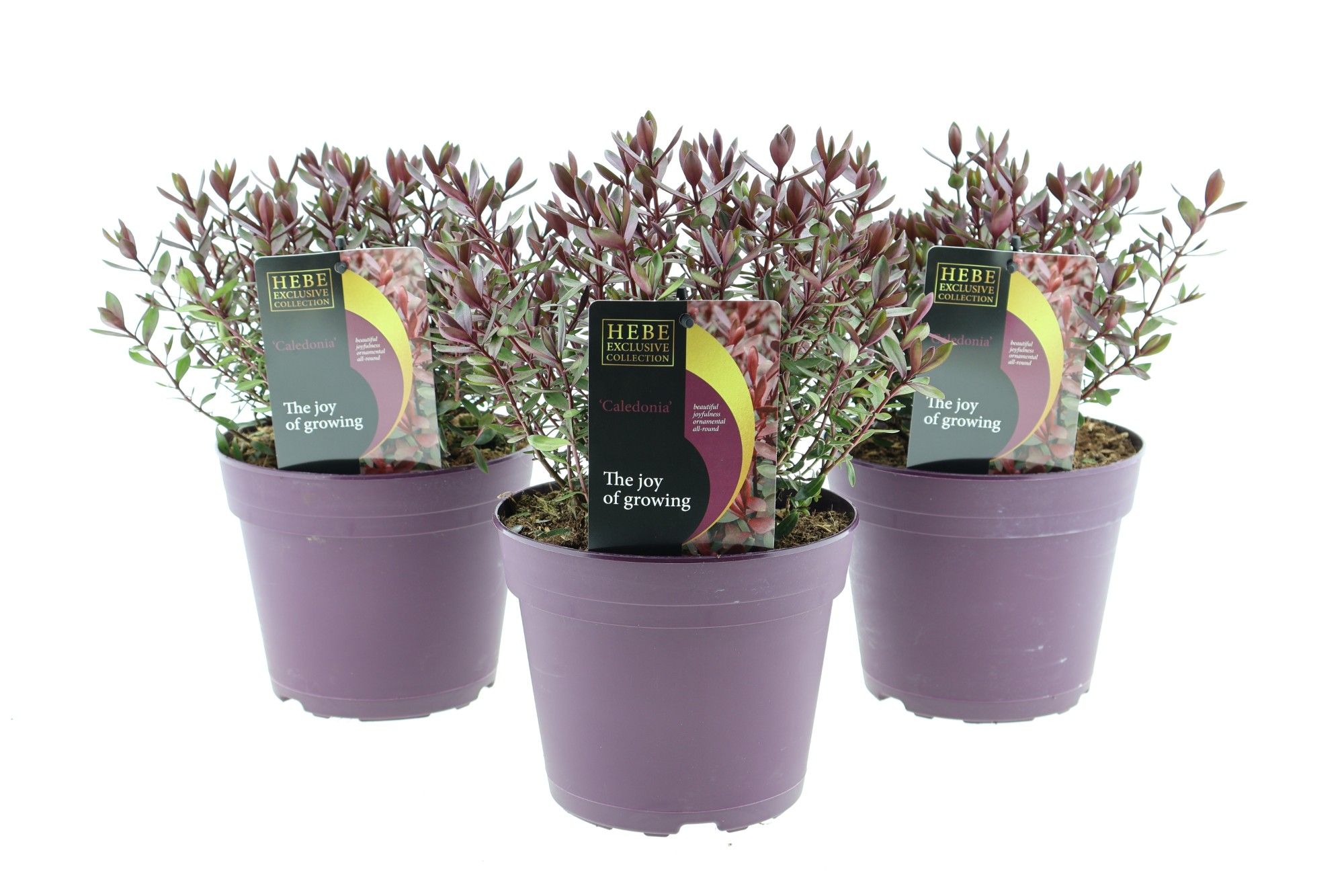 Hebe Caledonia, D 17