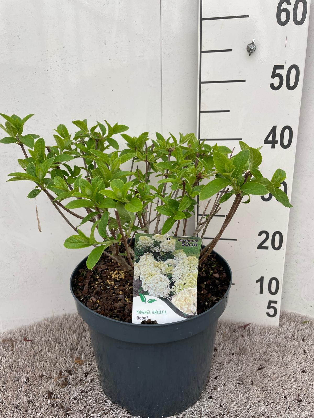 Hydrangea pan. Bobo 25-30 P26, D 26 cm