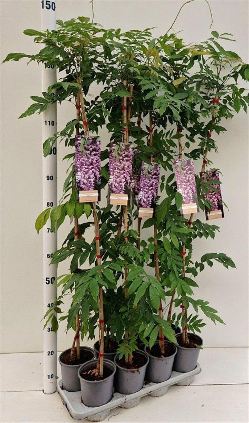 Wisteria floribunda 'Rosea' - gestokt, D 14 cm Wisteria floribunda 'Rosea' - gestokt, D 14 cm