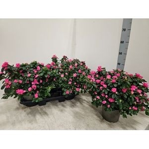 AZALEA POT 17 cm INKA donker roze, D 17