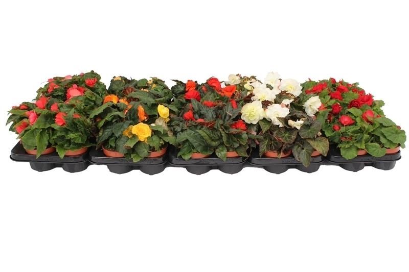 Begonia Tenella Mixtrolley (hanging!!!), D 10,5