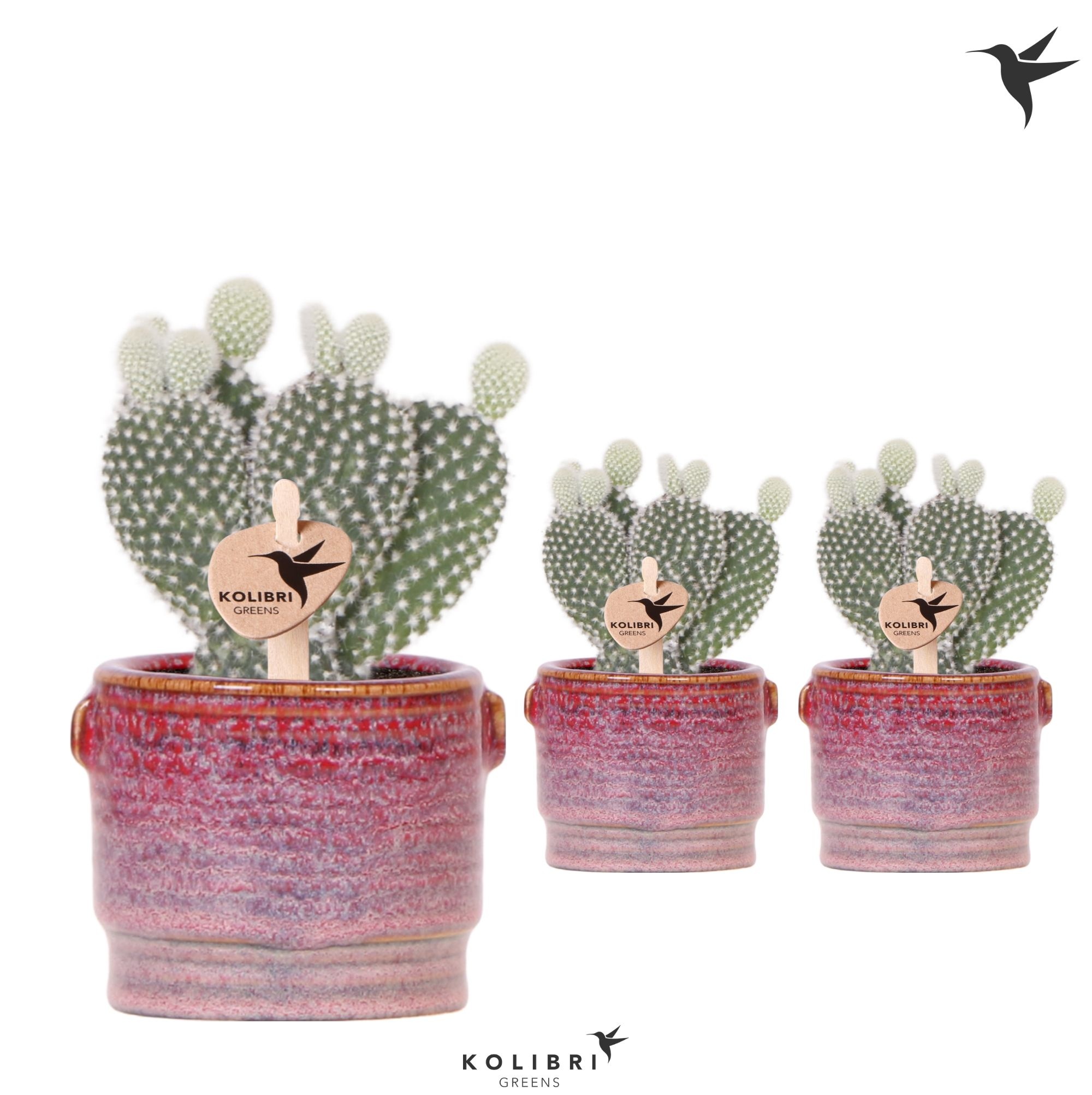 Kolibri Greens Opuntia white in Aura pot, D 6 cm