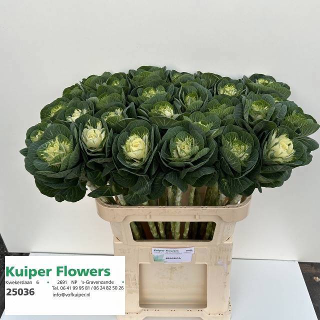 Брассика Вайт Крэйн 80, шт.