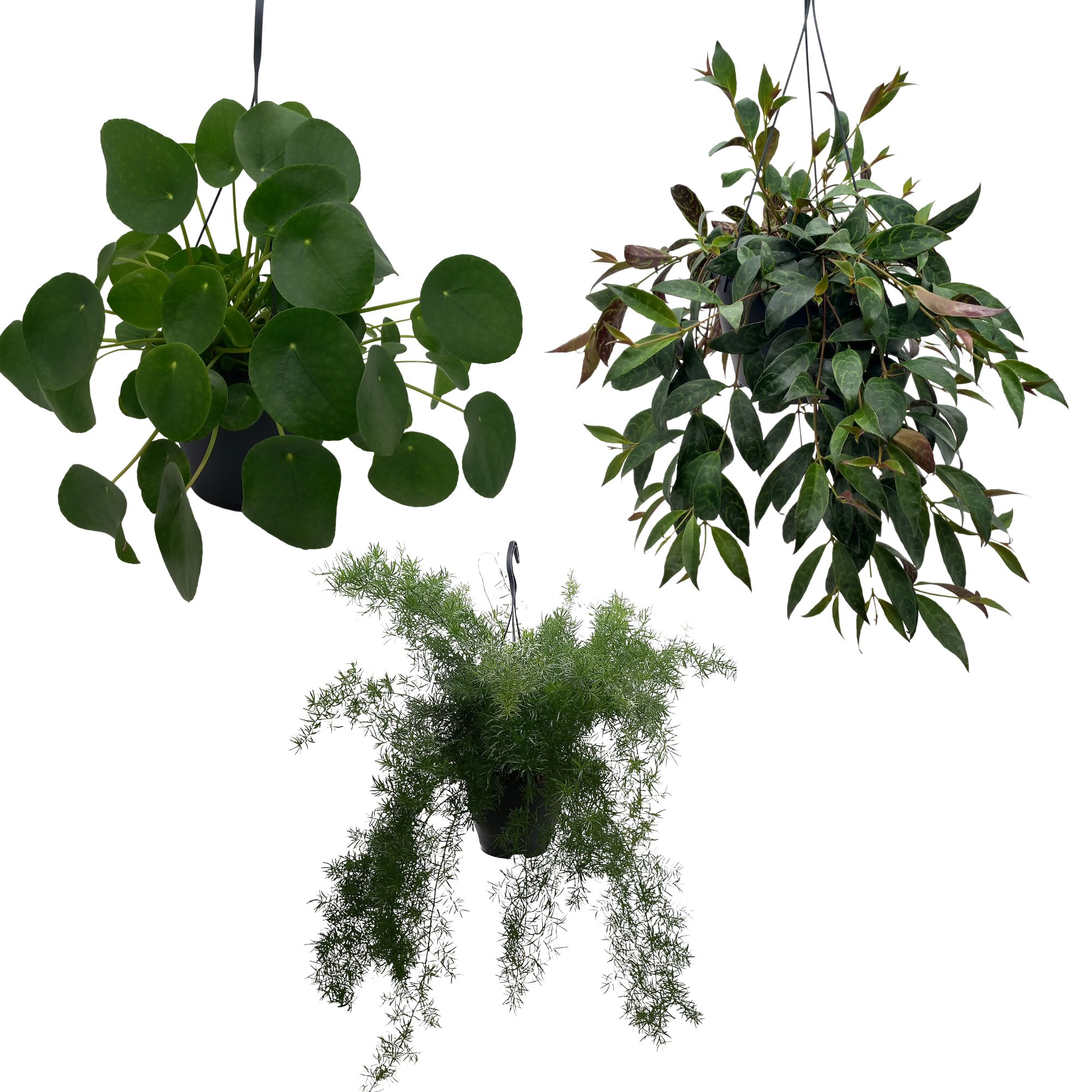 Pilea Peperomioides Aeschynanthus Marmoratus Asparagus Sprengeri, D 19