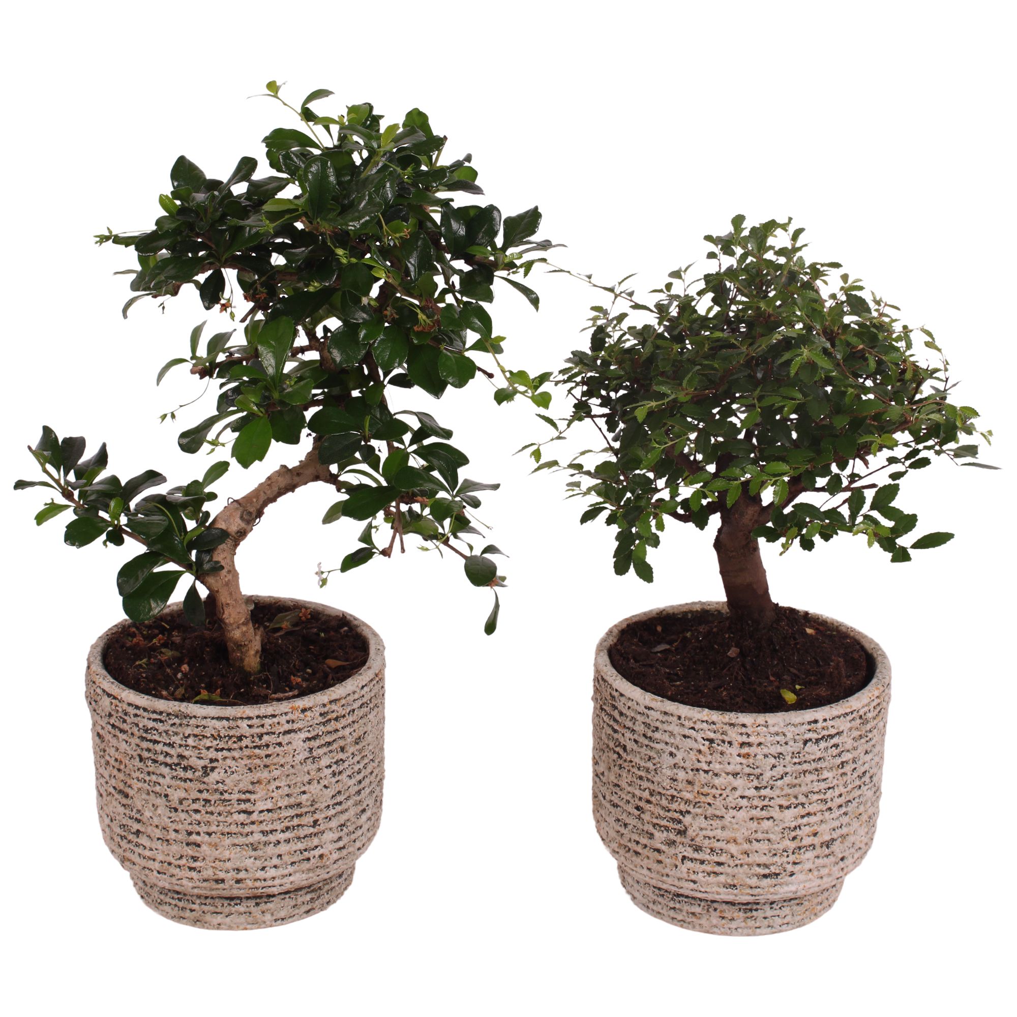 Bonsai Indoor Mix Ø12cm Mix B/S Shape in Ø14cm Ceramic NT567, D 14 cm