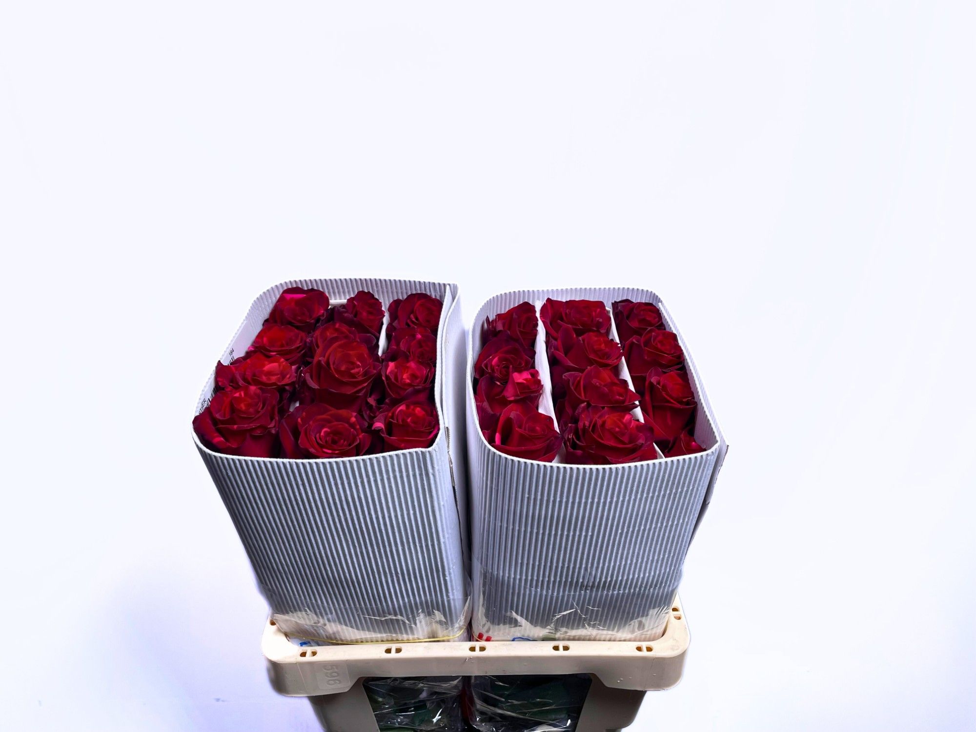 Роза од. Рэд Пантер 60, шт.