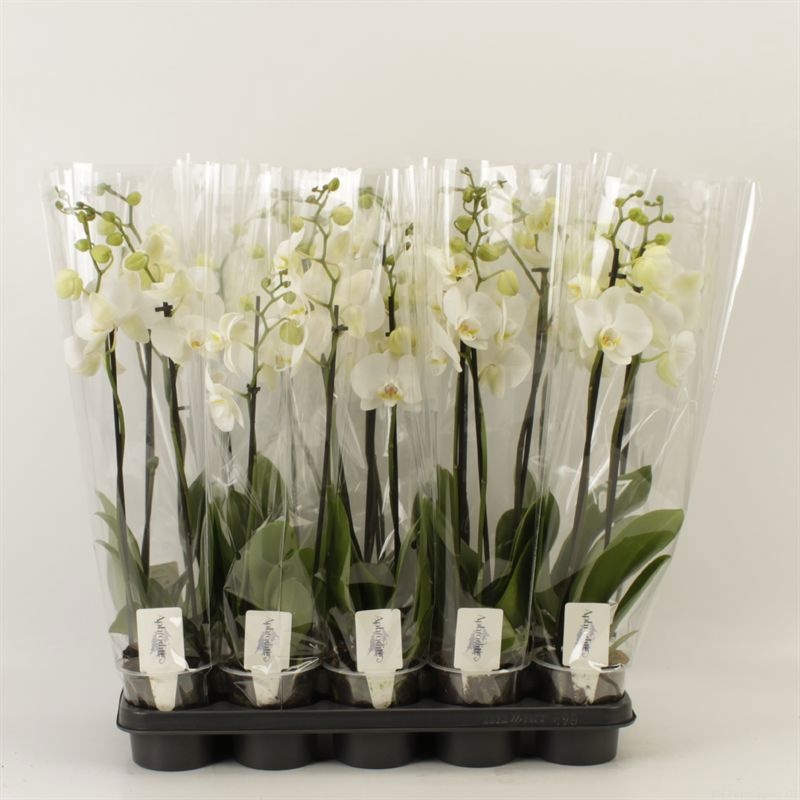 Phalaenopsis overig wit 2 Tak Wit, D 12