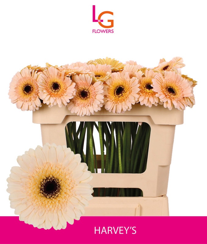 Гермини Харвис, шт.