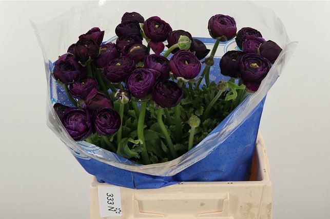 Ранункулус Саксесс Нонно Антонио 40, шт.