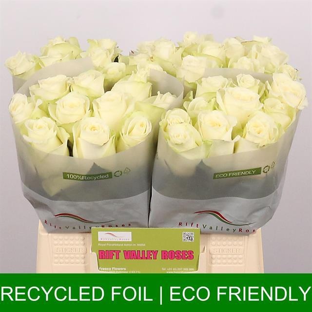 Роза од. Сноусторм+ 40, шт.