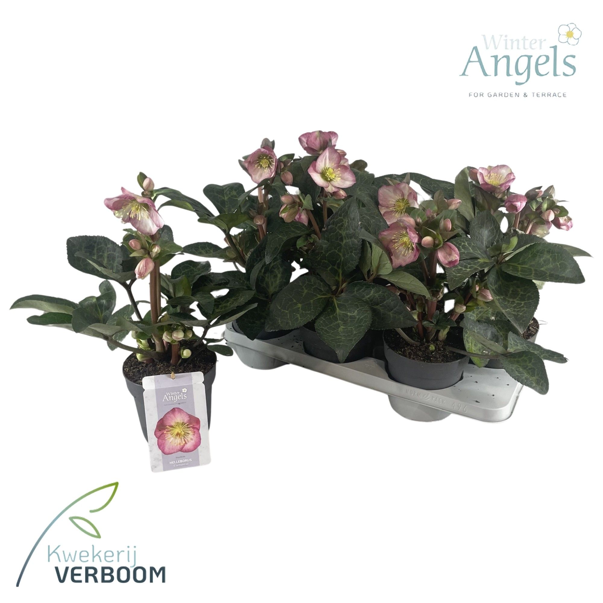 Helleborus Frostkiss Elemental, D 15