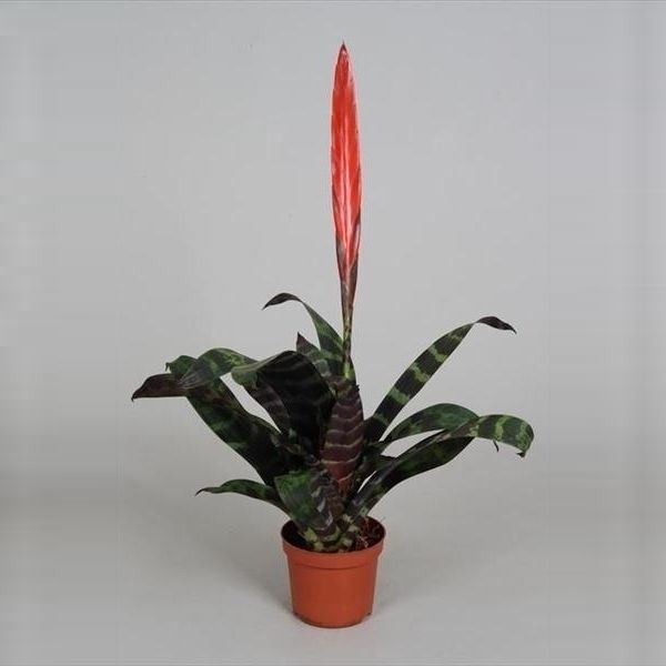 Vriesea 'Splenriet', D 9