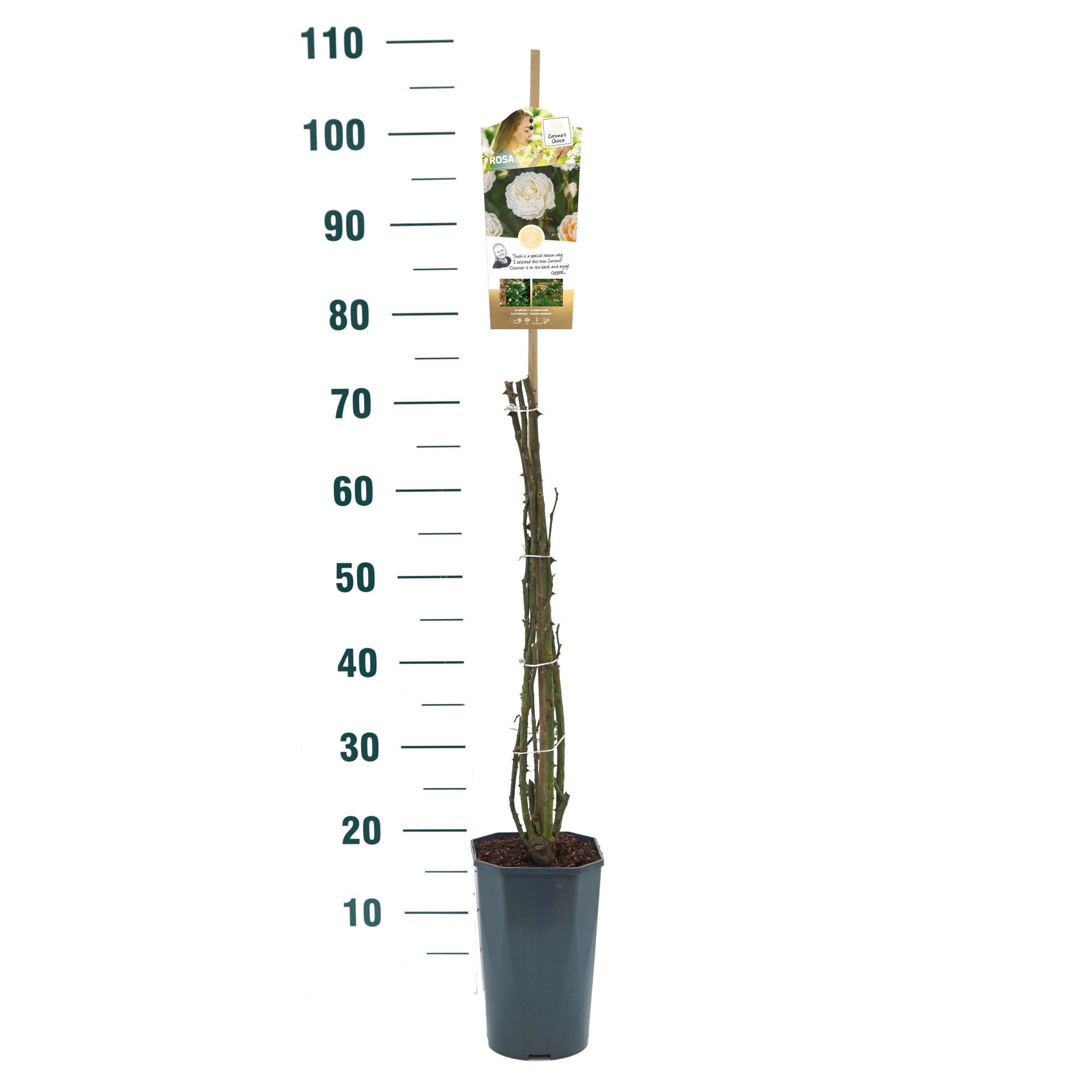 Rosa 'Eloise' - Klim - C3rp - Exclusive Collection, D 19