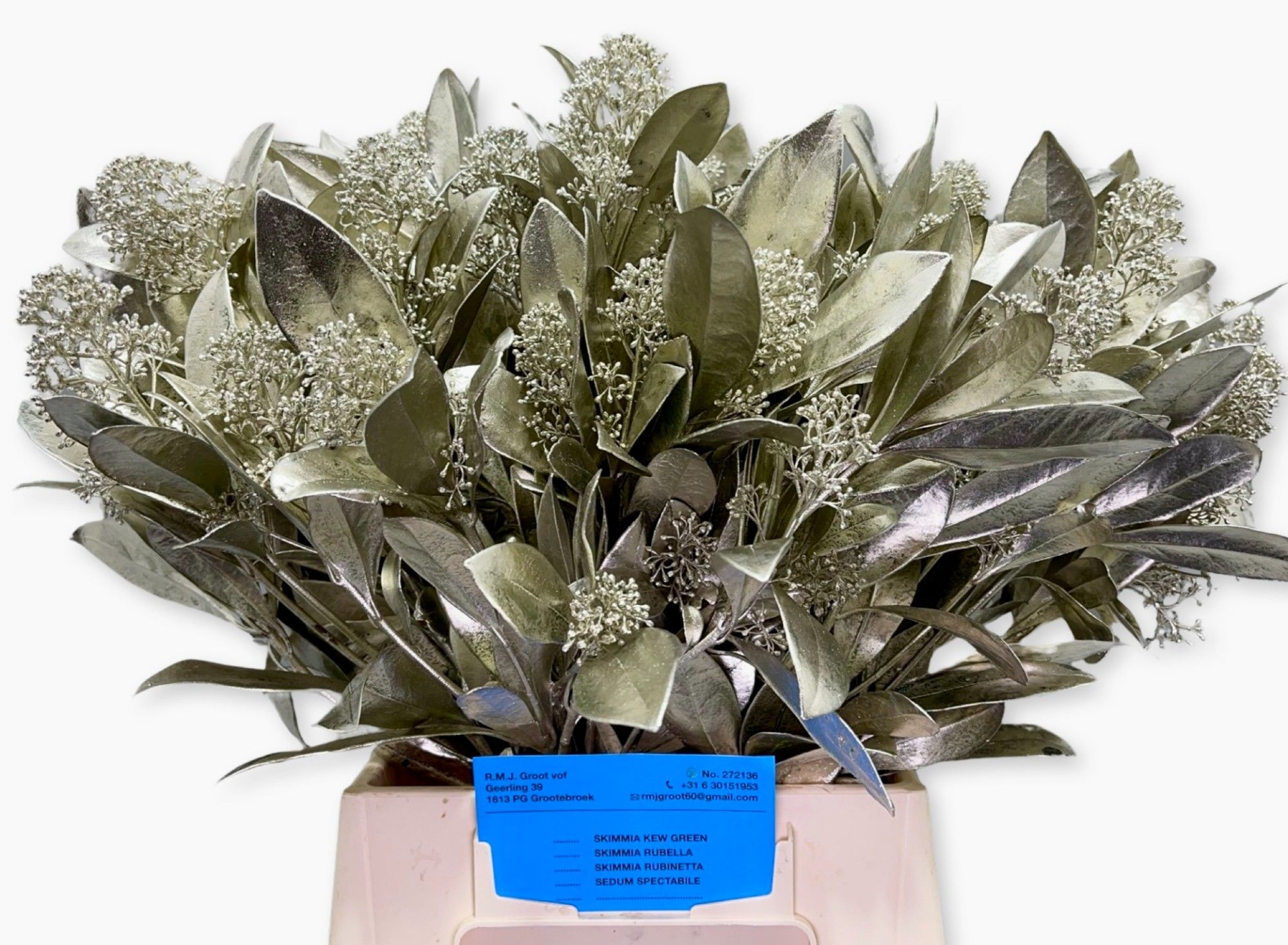 Скимия Овериг крашеный за пучок (краш. ) 45, пуч.