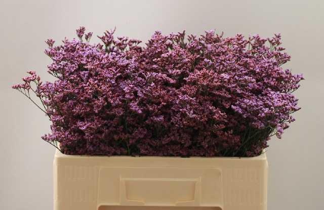 Лимониум Пиума Скай 50, шт.