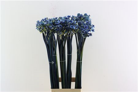 Орнитогалум Овериг Крашеный (краш. ) 90, шт.