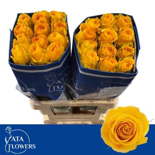 Роза од. Брайтон 60, шт.