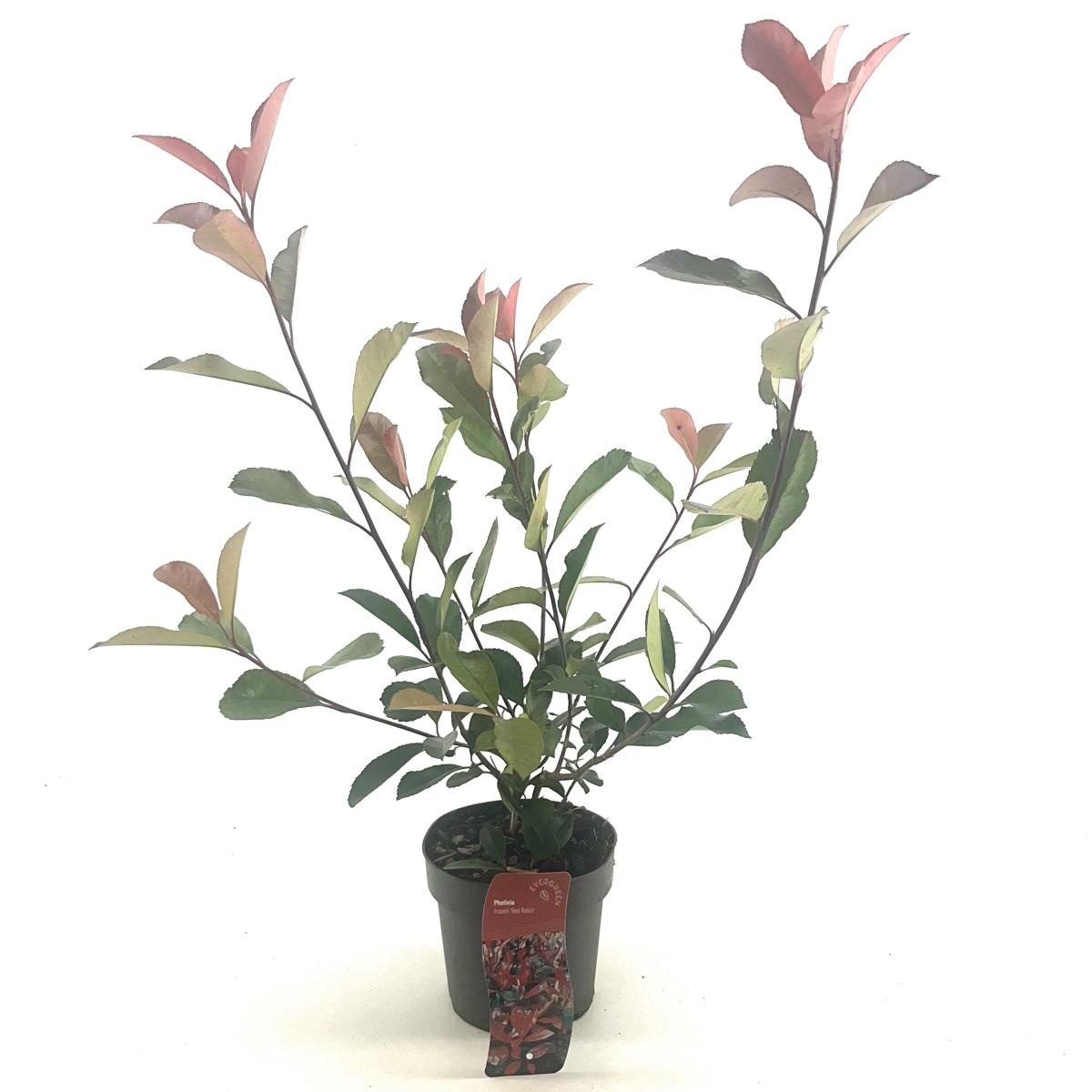 Photinia fraseri 'Red Robin', D 17