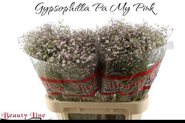 Гипсофила Май Пинк 70, шт.