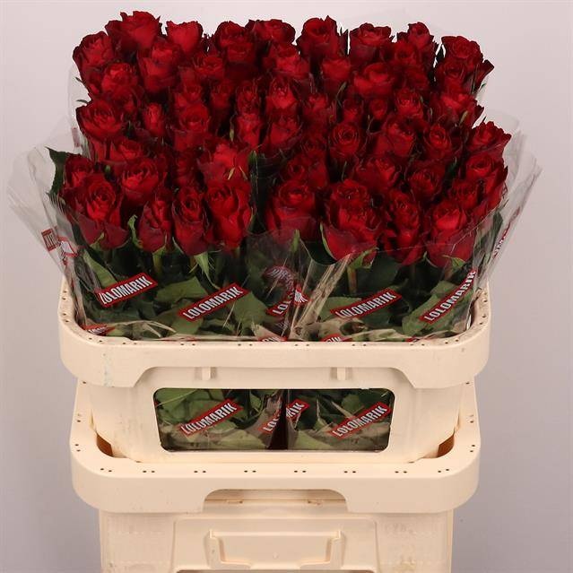 Роза од. Мадам Рэд 80, шт. Роза од. Мадам Рэд 80, шт.