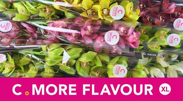 Цимбидиум Микс x9 60, шт.