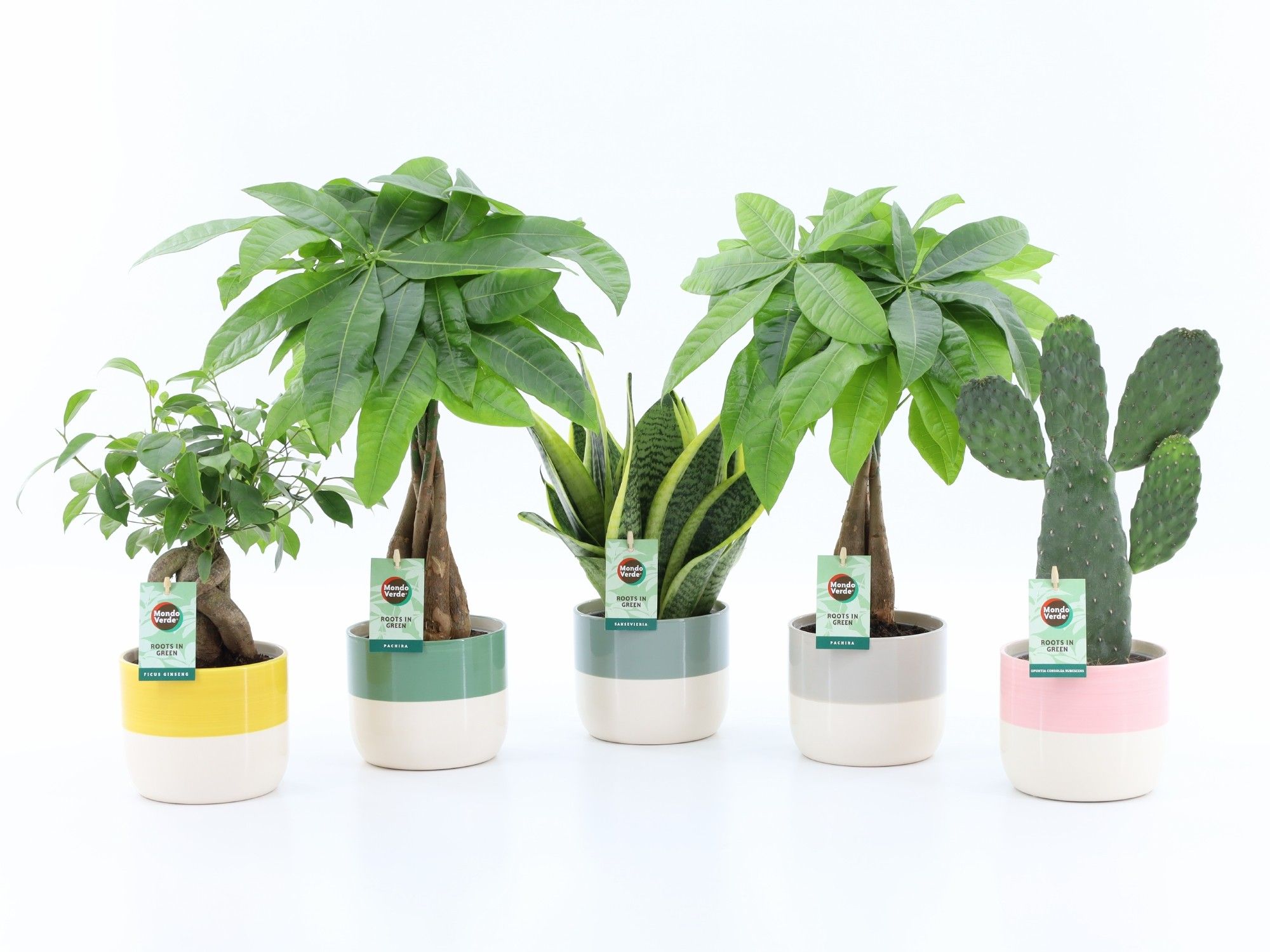 Asia Mix in Two Tone keramiek, D 13