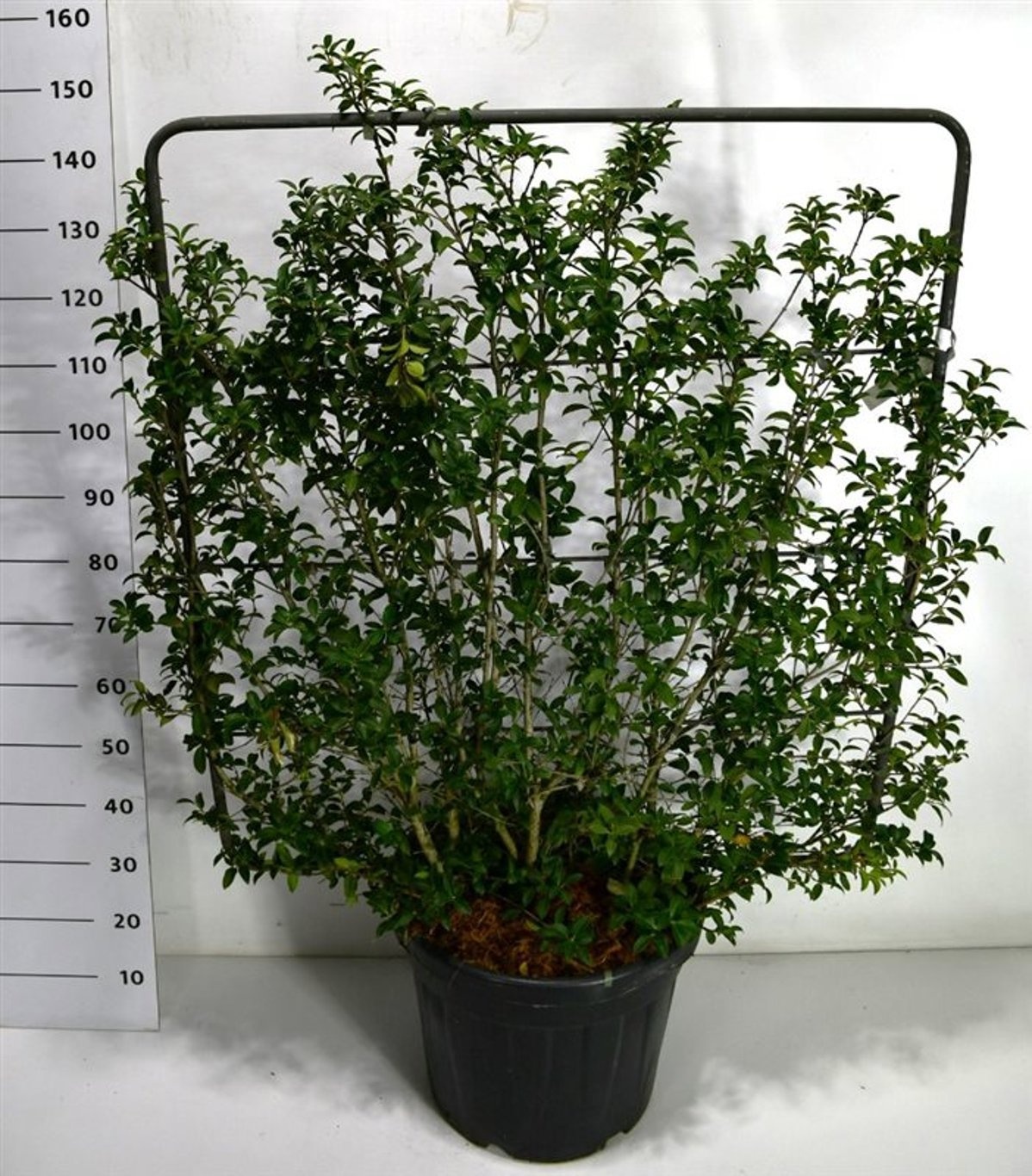 Osmanthus burkwoodii, D 48
