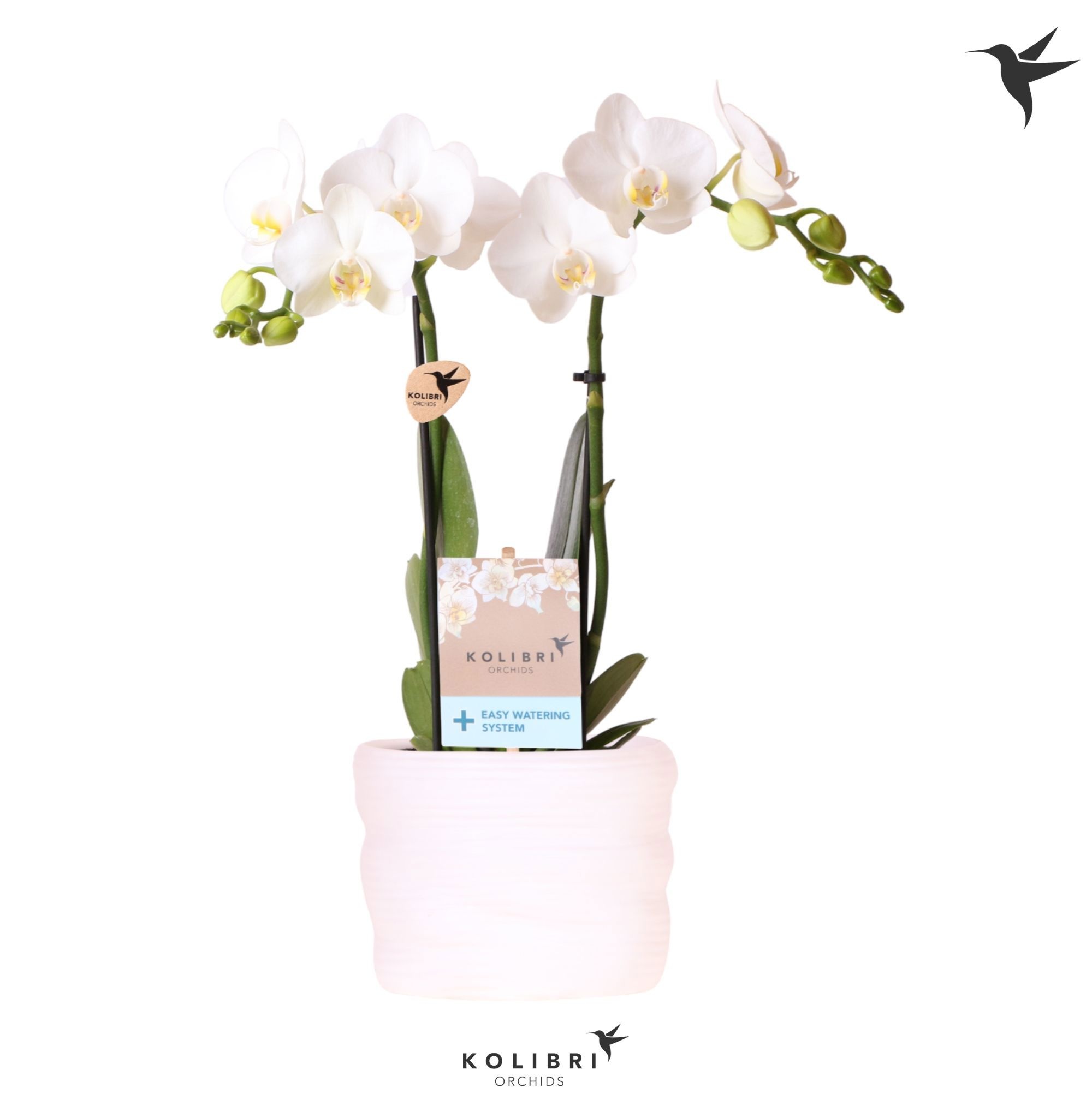 Kolibri Orchids Phalaenopsis Amabillis 2 spike in pot white with easy watering system, D 9