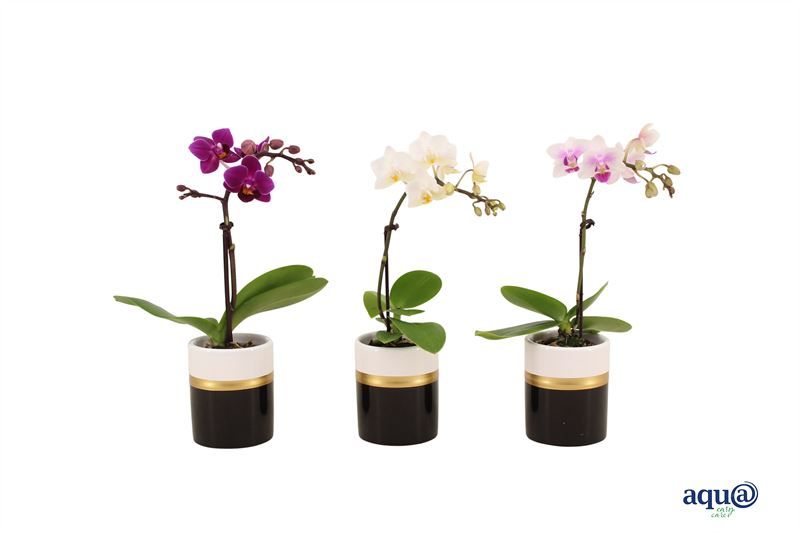 Dolomite p06 Horizon black Phal Tiny Dolls mix 1T07+ Aqu@, D 6