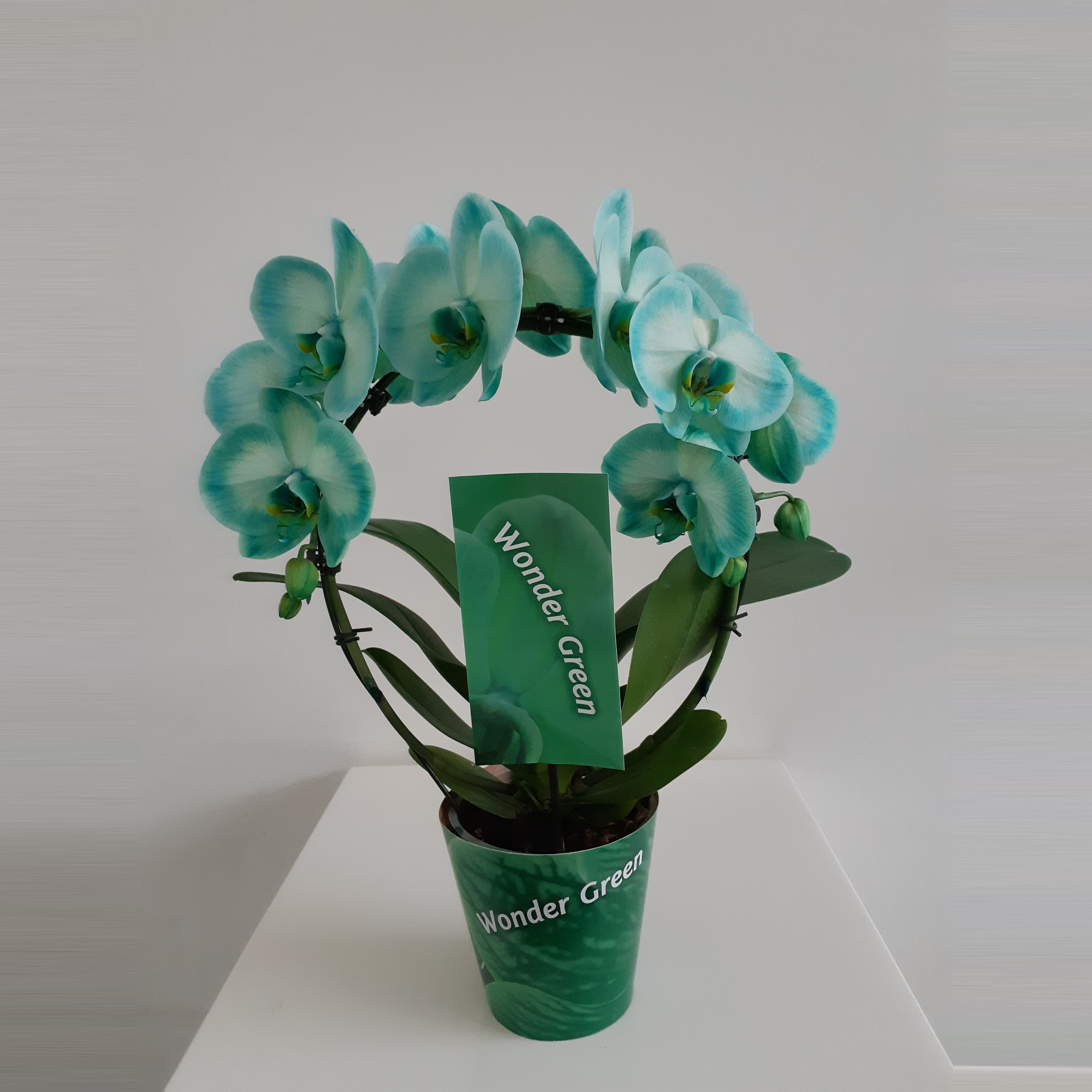 Wonder Spiegelboog Green, D 12 cm