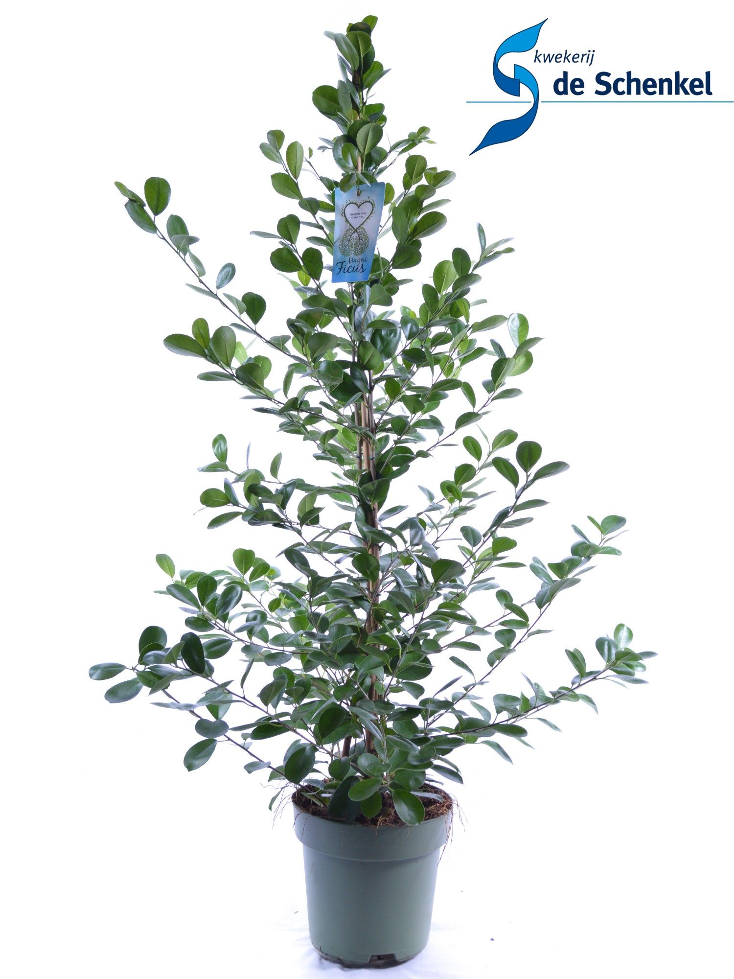 FICUS microcarpa Moclame, D 27