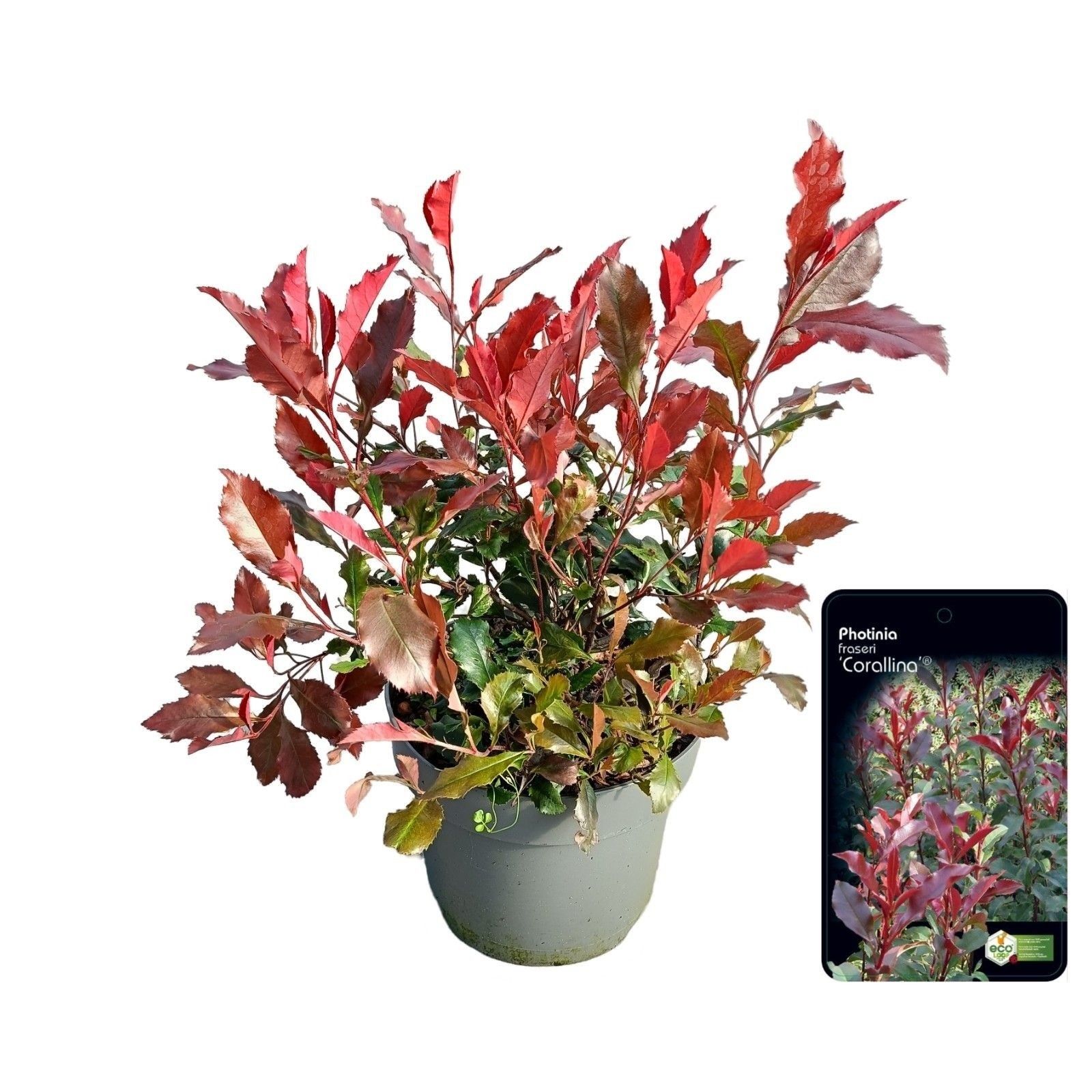Photinia fraseri 'Coralina', D 23