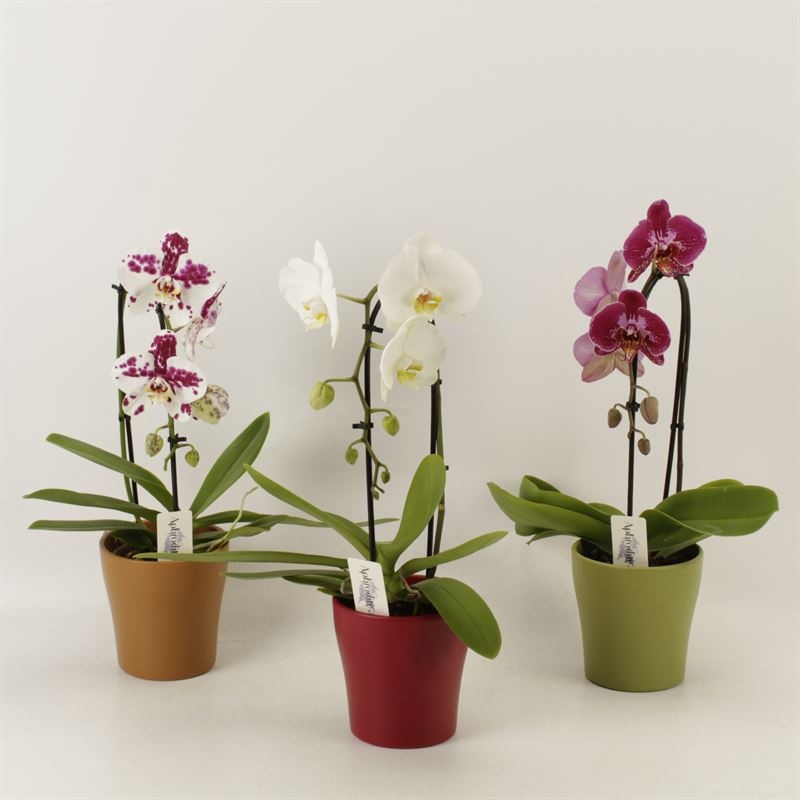 Phalaenopsis Elegant Cascade Unoboga gemengd herfst keramiek, D 12 cm
