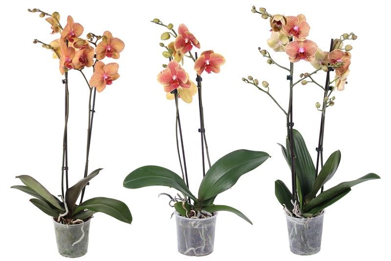 Phal orange 2T14+, D 12