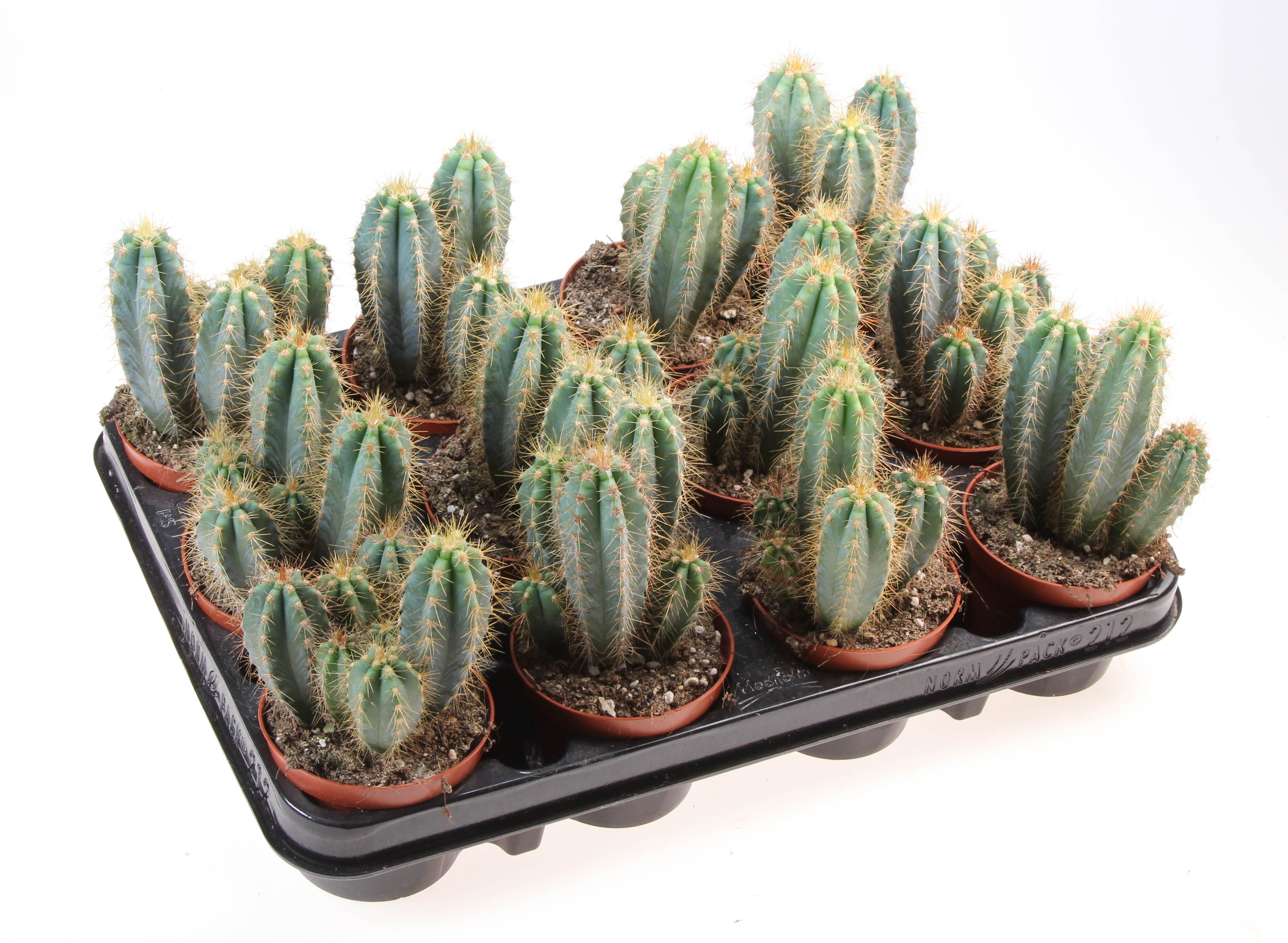 Pilosocereus azureus, D 8,5