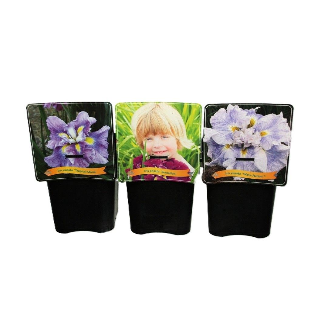 Iris ensata laag C5, D 21