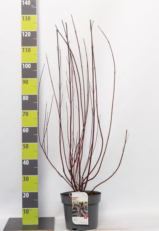 Cornus alba 'Nightfall' (R)C 7,5, D 27
